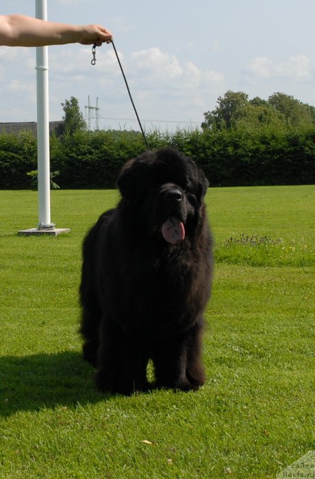 Фото: ньюфаундленд Sent Djons Yason (Сент Джонс Ясон)