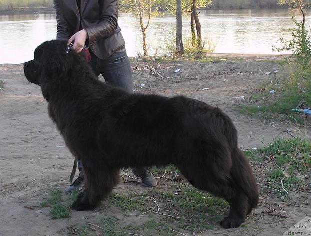 Фотография № 13156