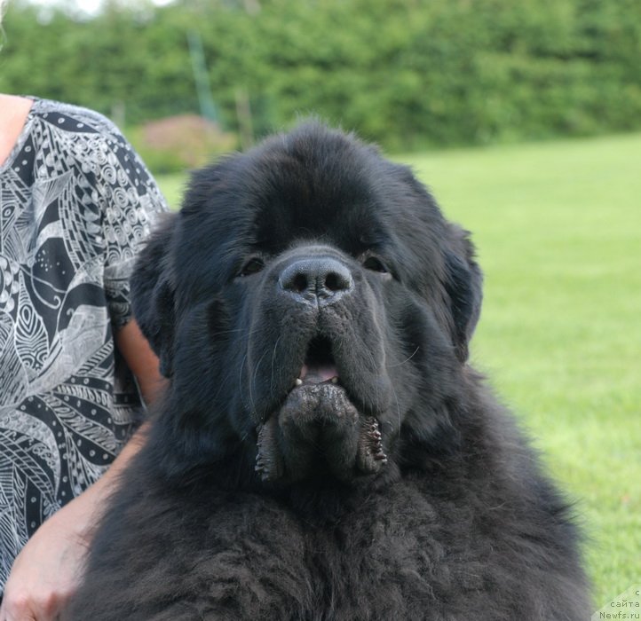 Фото: ньюфаундленд Sent Djons Yason (Сент Джонс Ясон)