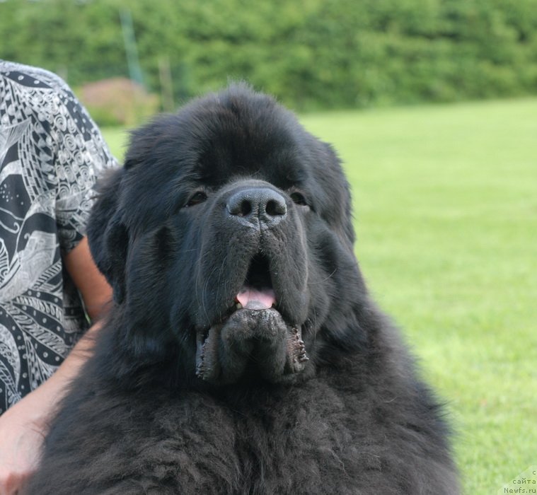 Фото: ньюфаундленд Sent Djons Yason (Сент Джонс Ясон)