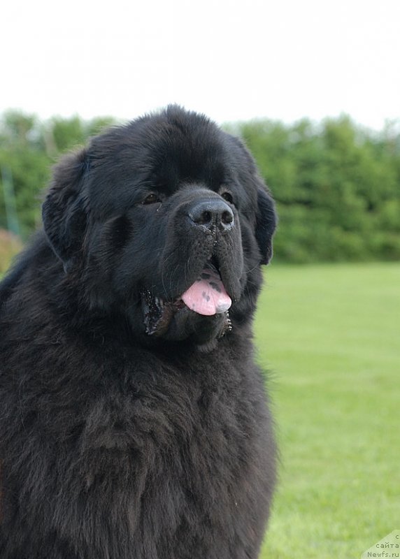 Фото: ньюфаундленд Sent Djons Yason (Сент Джонс Ясон)