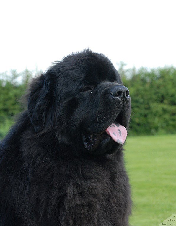 Фото: ньюфаундленд Sent Djons Yason (Сент Джонс Ясон)