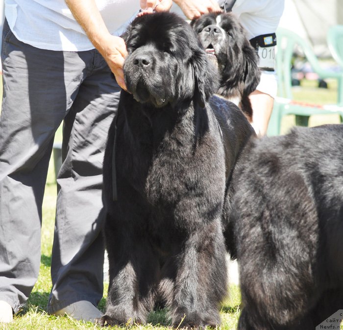 Фото: ньюфаундленд Beguschaya po Volnam Harizma (Бегущая по Волнам Харизма)