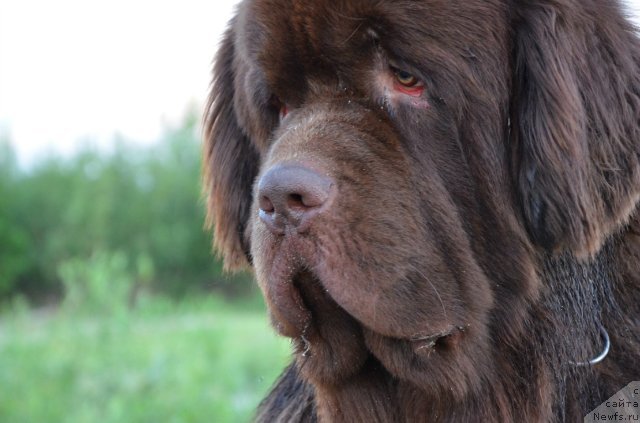 Фото: ньюфаундленд Fakturnyi Frukt s Berega Dona (Фактурный Фрукт с Берега Дона)