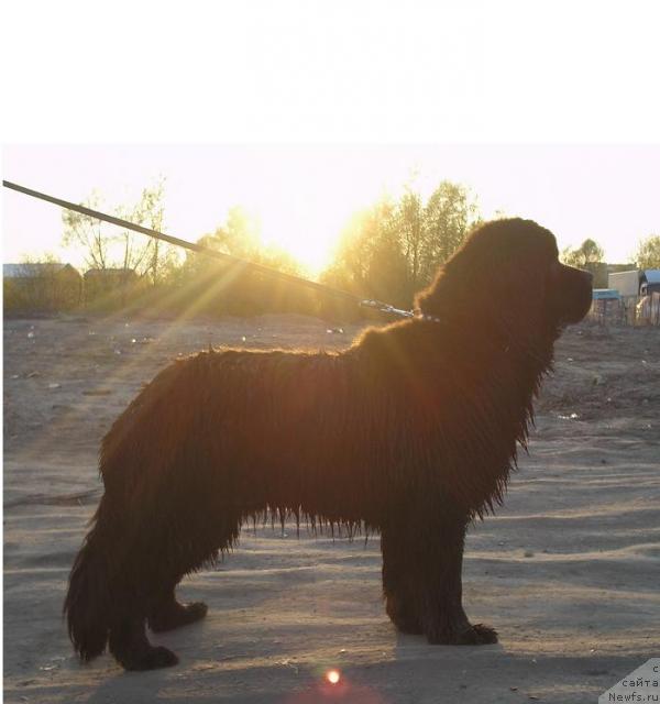 Фото: ньюфаундленд Otvajnyiy Ryicar' ot Sibirskogo Medvedya (Отважный Рыцарь от Сибирского Медведя)