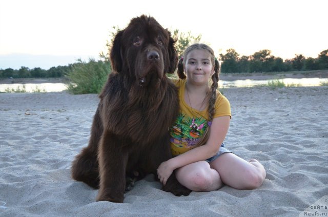 Фото: ньюфаундленд Fakturnyi Frukt s Berega Dona (Фактурный Фрукт с Берега Дона), и девочка Света.