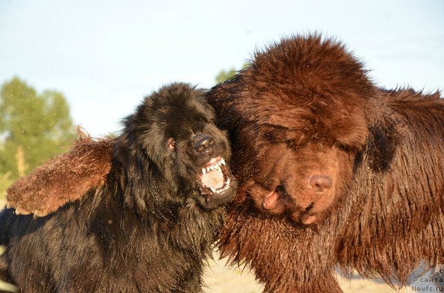 Фото: ньюфаундленд Fakturnyi Frukt s Berega Dona (Фактурный Фрукт с Берега Дона), ньюфаундленд Bi Perfekt Arabella (Би Перфект Арабелла)