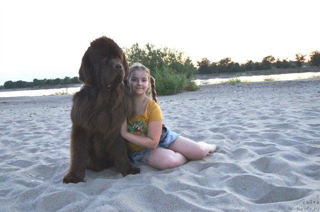 Фото: ньюфаундленд Fakturnyi Frukt s Berega Dona (Фактурный Фрукт с Берега Дона), и Света