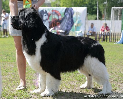 Фото: ньюфаундленд Super Premium Zippi Senseyshen (Супер Премиум Зиппи Сенсейшен)