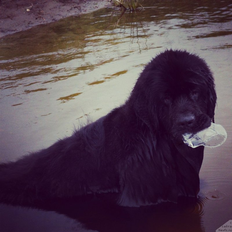 Фото: ньюфаундленд Zerro (Зерро)