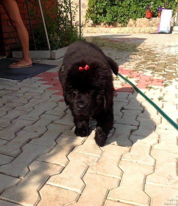 Фото: ньюфаундленд Viola Kosta Lamponi (Виола Коста Лампони)