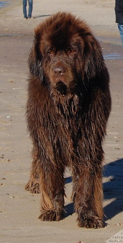 Фото: ньюфаундленд Newettas Vanessa