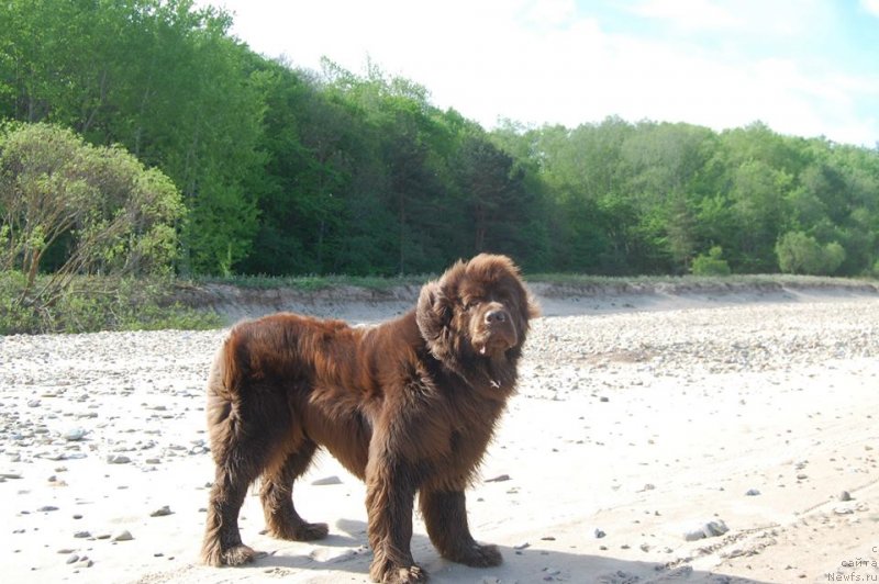 Фото: ньюфаундленд Newettas Vanessa