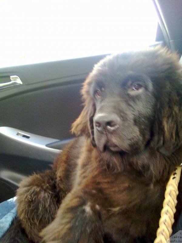 Фото: ньюфаундленд Chernyj Chank s Berega Dona (Черный Чанк с Берега Дона)