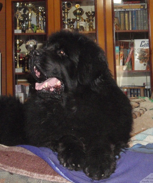 Фото: ньюфаундленд Blek Dolli Peyv Black (Блэк Долли Пейв Блэк)