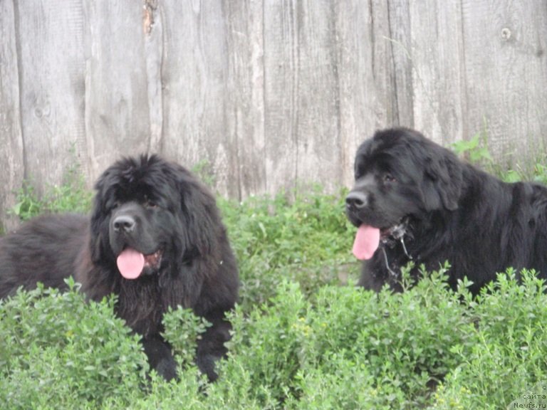 Фото: ньюфаундленд N'yufort Cena Uspeha (Ньюфорт Цена Успеха), ньюфаундленд N'yufort Carica Nochi (Ньюфорт Царица Ночи)