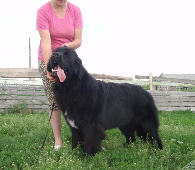 Фото: ньюфаундленд N'yufort Cena Uspeha (Ньюфорт Цена Успеха)