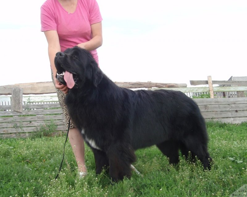 Фото: ньюфаундленд N'yufort Cena Uspeha (Ньюфорт Цена Успеха)