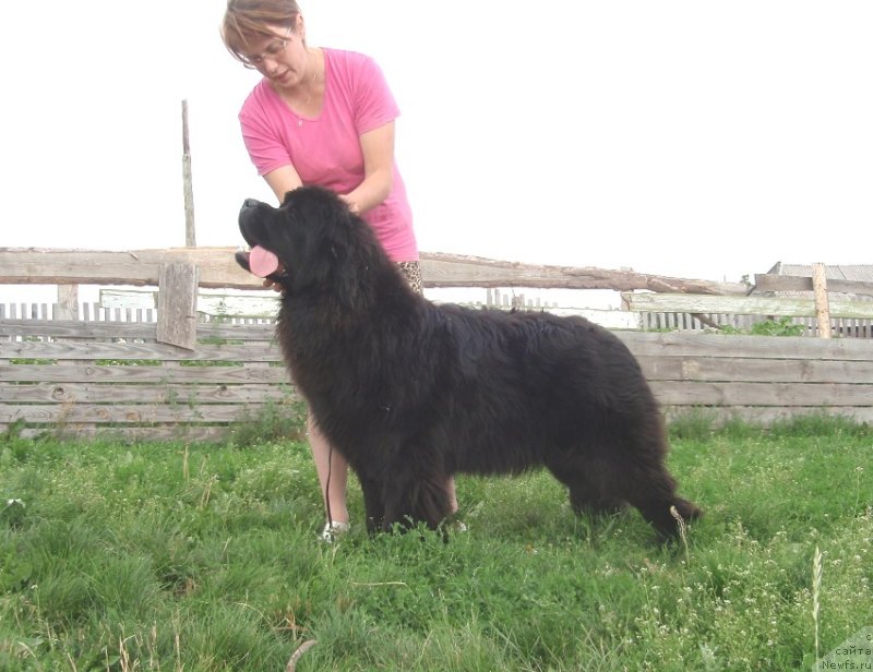 Фото: ньюфаундленд N'yufort Carica Nochi (Ньюфорт Царица Ночи)