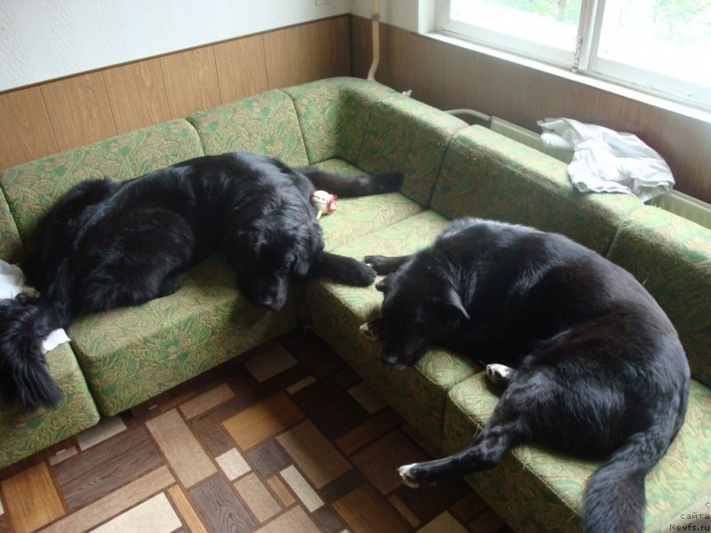 Фото: ньюфаундленд Piternyuf Nota Bene (Питерньюф Нота Бене), Пират