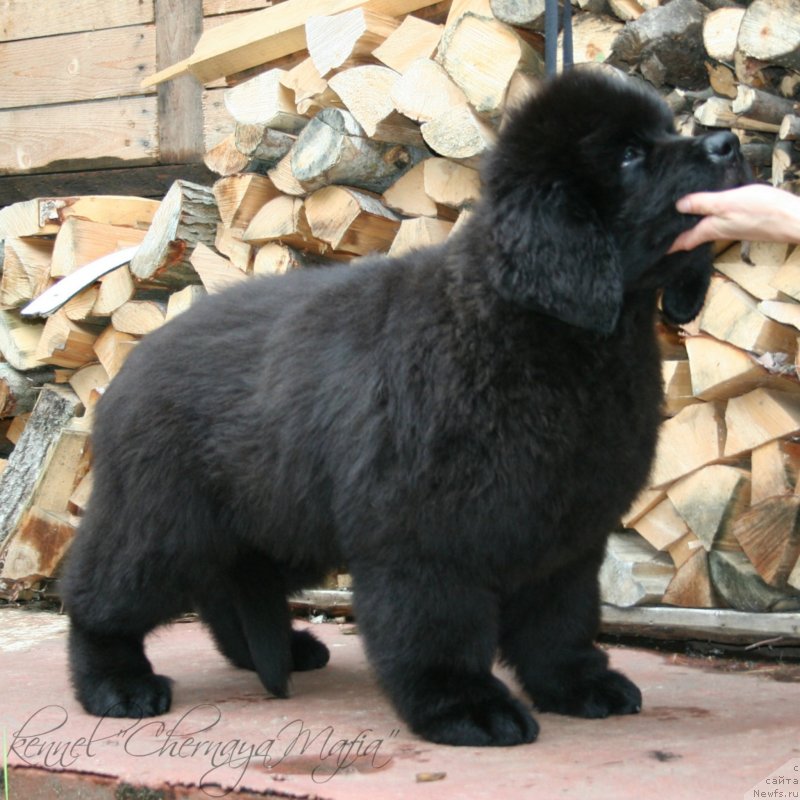 Фотография № 131632