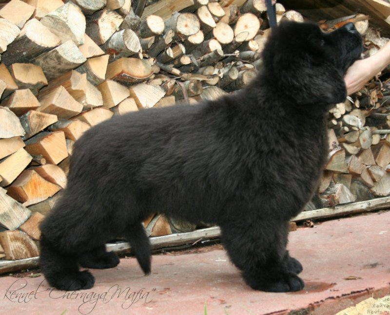 Фото: ньюфаундленд Chernaya Mafia Matter of Time (Черная Мафия Маттер оф Тиме)