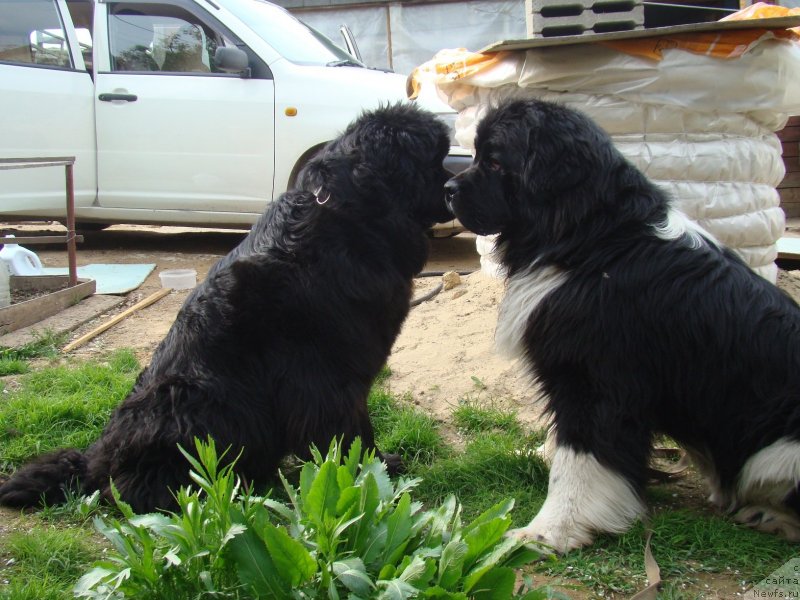 Фото: ньюфаундленд Super Premium Zanzibar (Супер Премиум Занзибар), ньюфаундленд Obayatel'naya Ledi ot Laskovogo Del'fina (Обаятельная Леди от Ласкового Дельфина), ньюфаундленд Super Premium Zanzibar (Супер Премиум Занзибар)