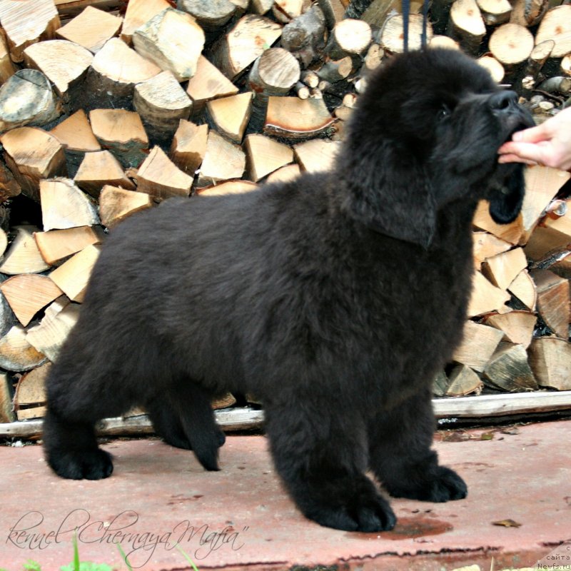 Фотография № 131641