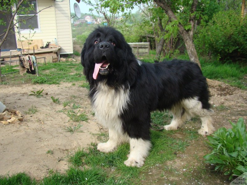 Фото: ньюфаундленд Super Premium Zanzibar (Супер Премиум Занзибар)