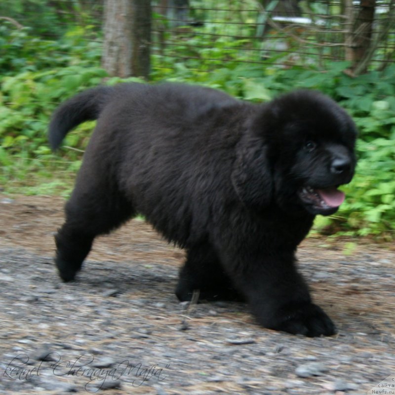 Фото: ньюфаундленд Chernaya Mafia Matter of Time (Черная Мафия Маттер оф Тиме)