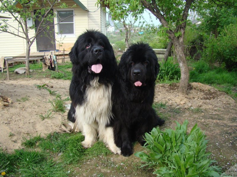 Фото: ньюфаундленд Super Premium Zanzibar (Супер Премиум Занзибар), ньюфаундленд Obayatel'naya Ledi ot Laskovogo Del'fina (Обаятельная Леди от Ласкового Дельфина)