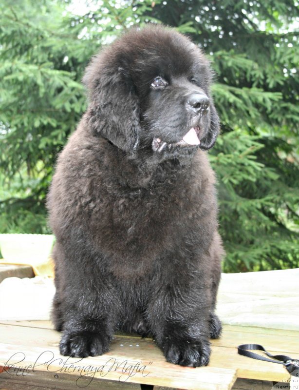 Фотография № 131645