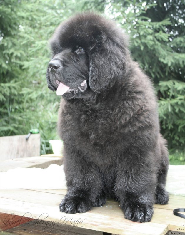 Фотография № 131646