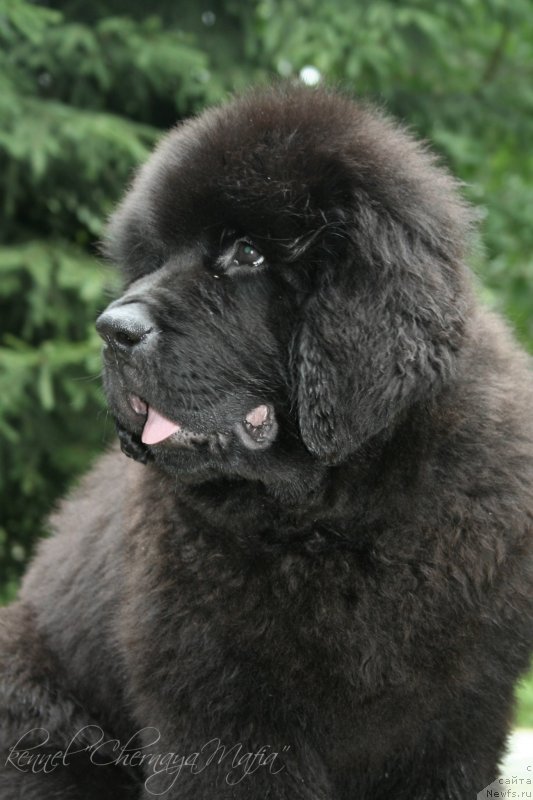 Фотография № 131647