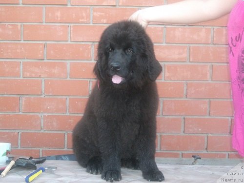 Фотография № 131651