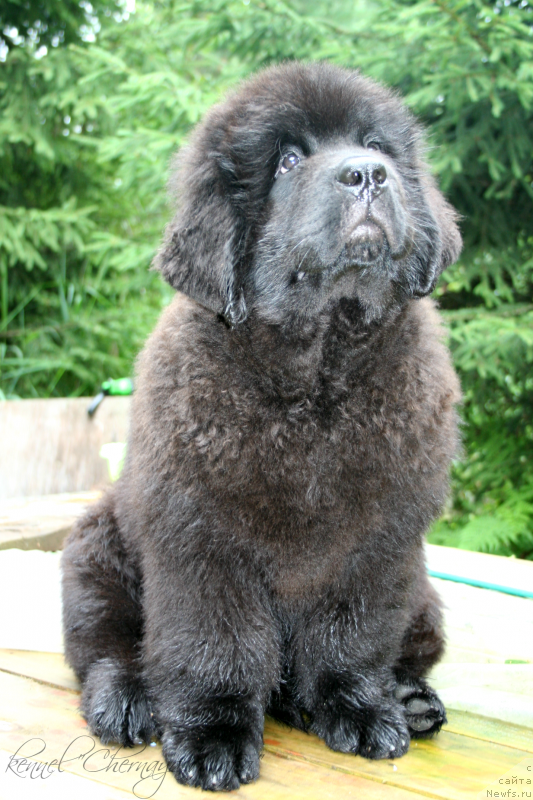 Фото: ньюфаундленд Chernaya Mafia Matter of Time (Черная Мафия Маттер оф Тиме)