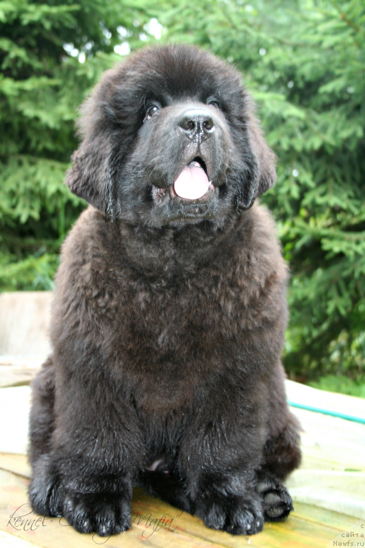 Фотография № 131653