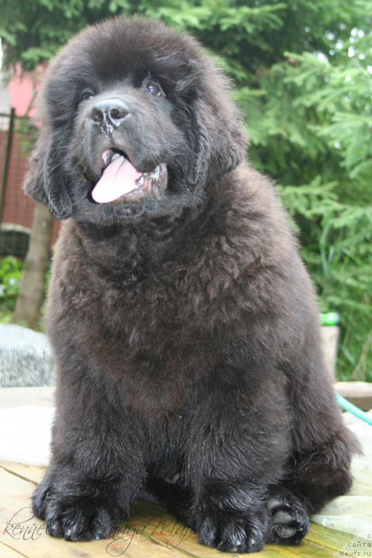 Фотография № 131654