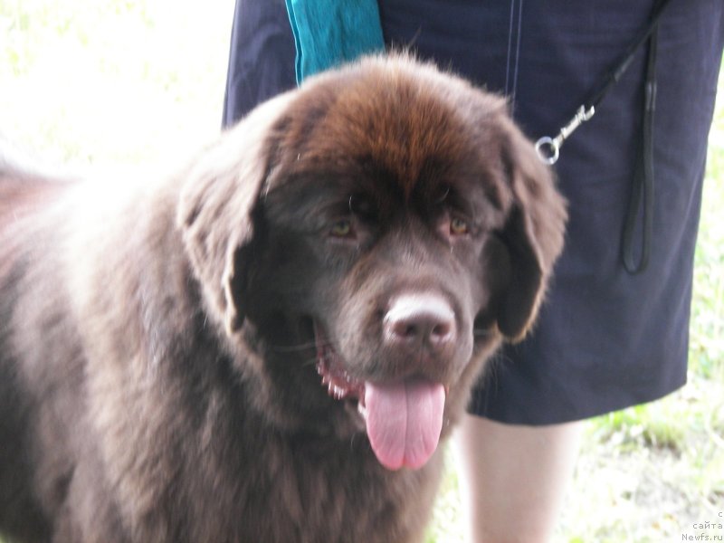 Фото: ньюфаундленд Aquatoriya Kelvin Heather Honey (Акватория Келвин Хизер Хани)