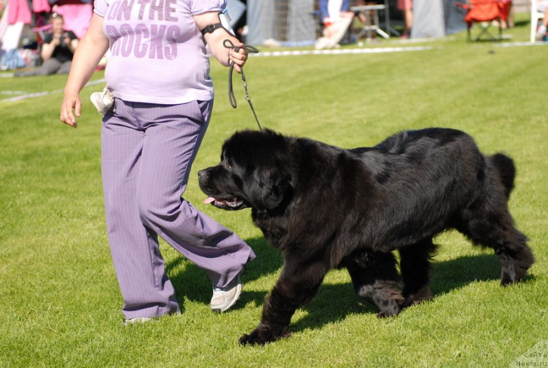 Фото: ньюфаундленд Sent Djons Sabina Mistical (Сент Джонс Сабина Мистикал)