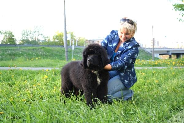 Фото: ньюфаундленд Piternyuf Zhora Piterskiy (Питерньюф Жора Питерский)