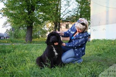 Фото: ньюфаундленд Piternyuf Zhora Piterskiy (Питерньюф Жора Питерский)