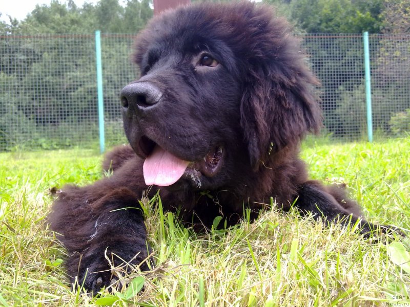 Фото: ньюфаундленд Chernyj Chank s Berega Dona (Черный Чанк с Берега Дона)