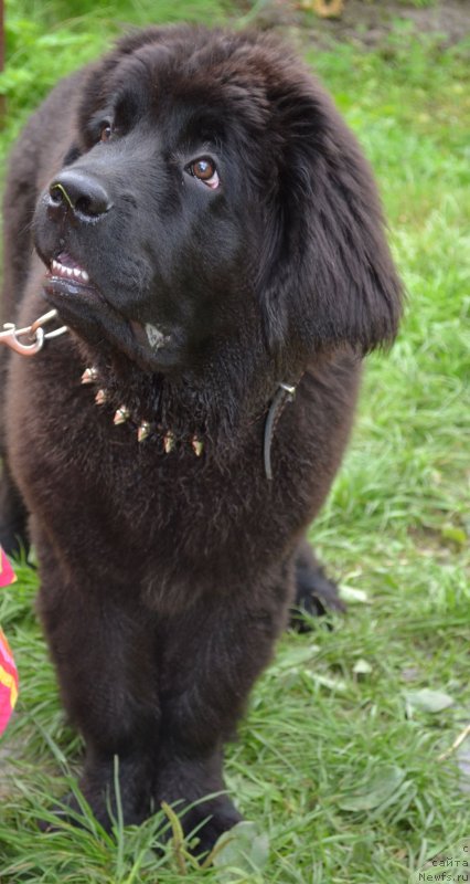 Фото: ньюфаундленд Chernaya Mafia Zoom Into Me (Черная Мафия Зоом Инто Ме)