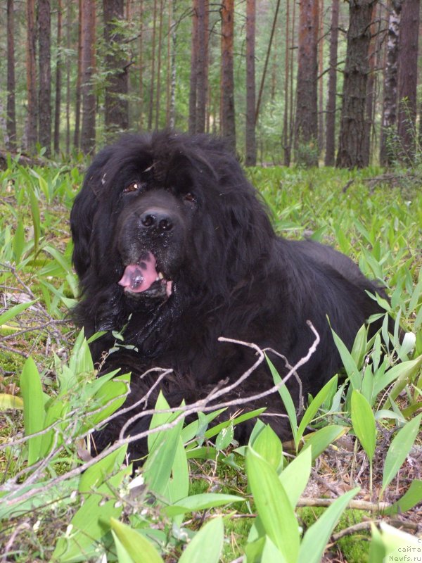 Фото: ньюфаундленд Glyed Tu Si Djipsi (Глэд Ту Си Джипси)