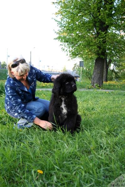 Фото: ньюфаундленд Piternyuf Zhora Piterskiy (Питерньюф Жора Питерский)