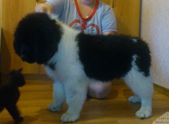 Фото: ньюфаундленд Akvian Song Karamel' (Аквиан Сонг Карамель)