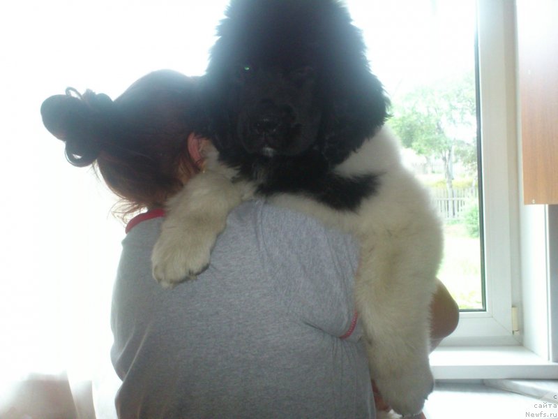 Фото: ньюфаундленд Akvian Song Karamel' (Аквиан Сонг Карамель)