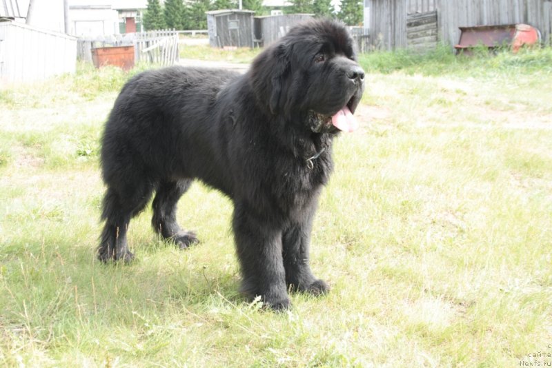 Фото: ньюфаундленд Beguschaya po Volnam Zero Kool (Бегущая по Волнам Зеро Коол)