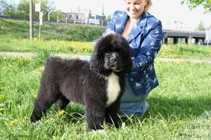 Фото: ньюфаундленд Piternyuf Zhguchiy Potseluy (Питерньюф Жгучий Поцелуй)